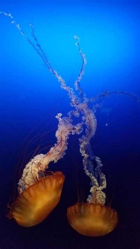 Jellyfish And Sea Jellies Beautiful Sea Creatures Nature Photography