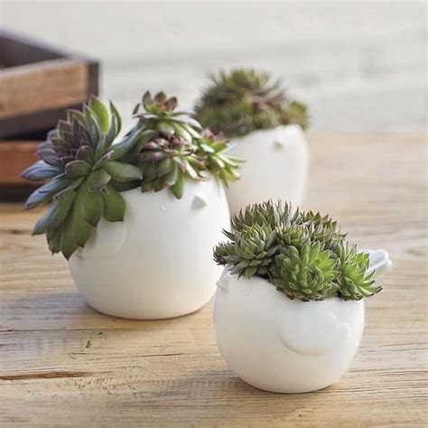 Plant the rooted stem in a pot that's about as wide as the head of leaves, using cactus and succulent potting mix. 14 Best Indoor Succulents To Grow At Home | Balcony Garden Web