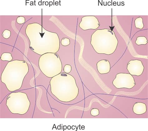 In the integumentary system, which includes the skin, it accumulates in the deepest level, the subcutaneous. a draw the adipose connective tissue b mention one region ...