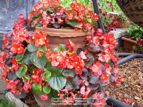 Water the soil deeply to make it settle in the pot. The Proper Way To Plant in Strawberry Pots - Garden.org