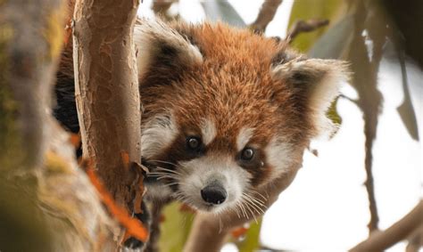 Human Lives Transformed Through Red Panda Conservation