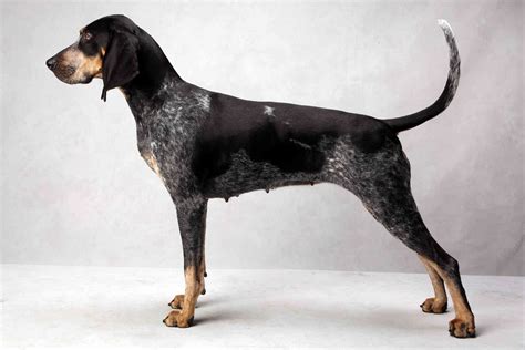 Westminsters Best Of Breed Bluetick Coonhound Coonhound