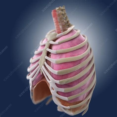 Chest Anatomy Artwork Stock Image C0131515 Science Photo Library