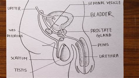 How To Draw Male Reproductive System Diagram Easily Male Reproductive