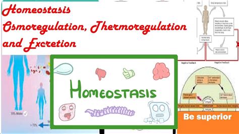 Homeostasis Osmoregulation Thermoregulation And Excretion Biology