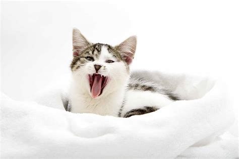 How to help your teething kitten - Your Cat