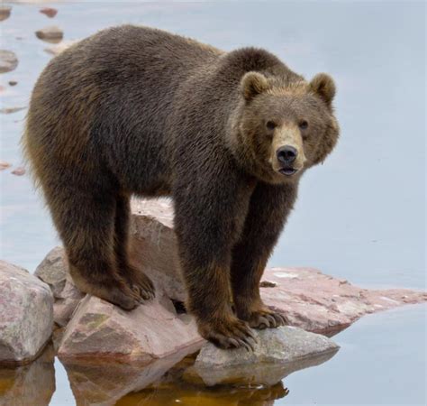What Is A Grizzly Bear With Picture