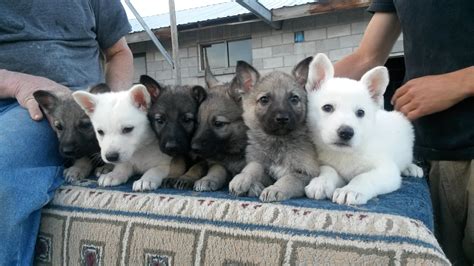 German shepherd puppy ears can be unpredictable! German Shepherd Puppies on Sale Now - Silver Mountain ...