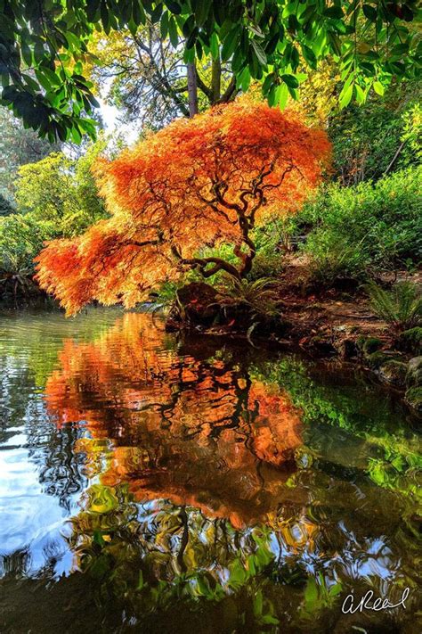 How To Photograph Trees Elevate Your Art Aaron Reed