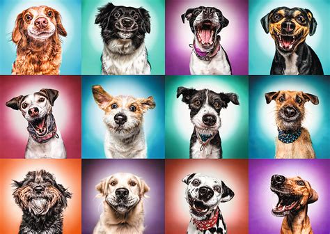 Funny Dog Portraits Ii 2000 Pieces Trefl Puzzle Warehouse