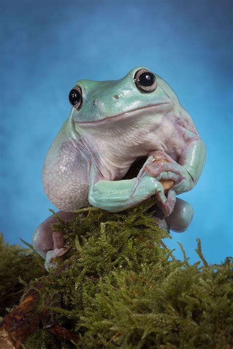 Amphibian Australian Green Tree Frog Or Title Whites Tree Frog
