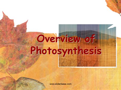 Photosynthesis Presentation Biology