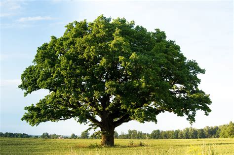 Eight Amazing Facts About Oak Trees Livemore Yha