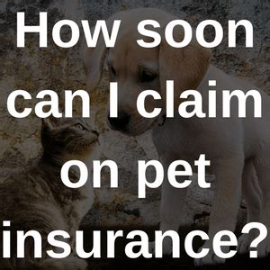 There's many reasons why you might decide to switch pet insurance policies. 35 HQ Pictures Pet Insurance No Waiting Period - Petfirst Insurance Review | vegasfran