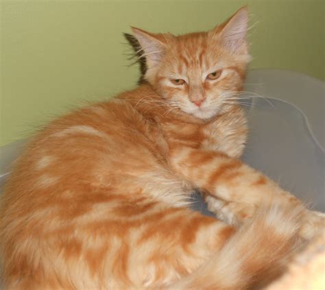 Feline Rescue Cat Tales: Orange Kitties!