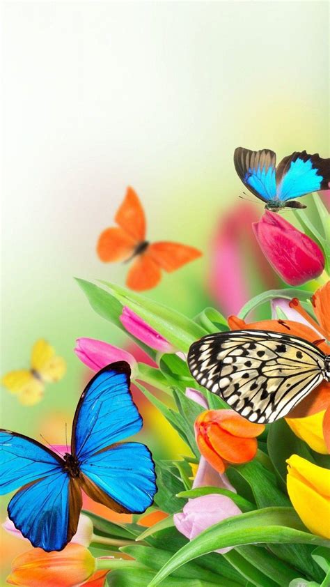 Beautiful Butterfly Iphone Wallpapers Top Free Beautiful Butterfly