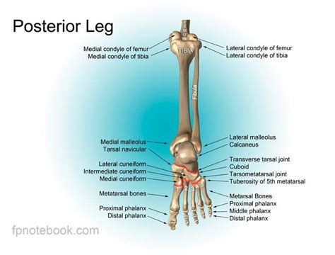 Select from premium leg muscle diagram of the highest quality. Leg anatomy, Leg muscles anatomy, Muscle diagram