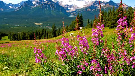 Mountain Landscape Splendid Purple Mountain Flowers