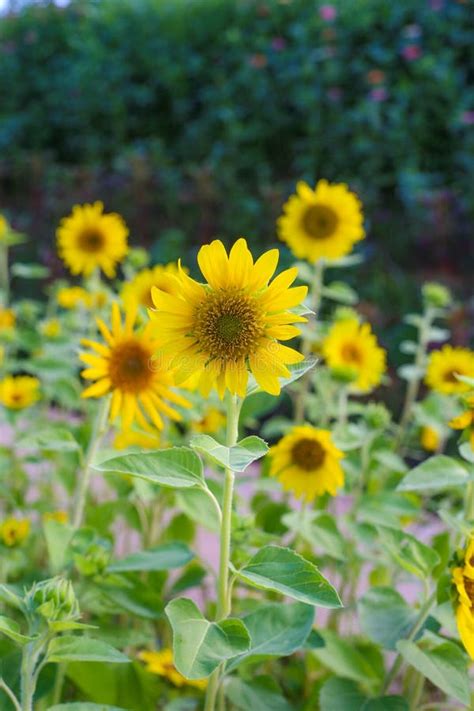 Field Of Beautiful Sunflowers Garden Stock Photo Image Of Field