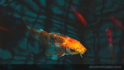 How Fast Do Koi Fish Grow Up To 50 Years With Graph Koi Fish Pet