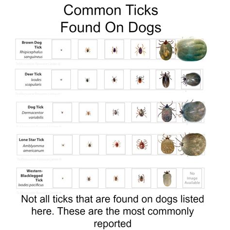 What Do Ticks Look Like A Dog Health Guide Images And Photos Finder