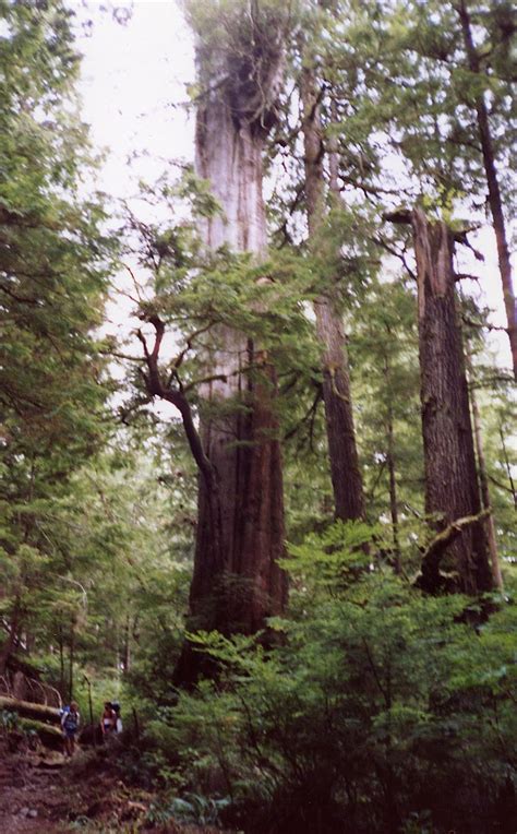 Vancouver Island Big Trees West Coast Trail Redux