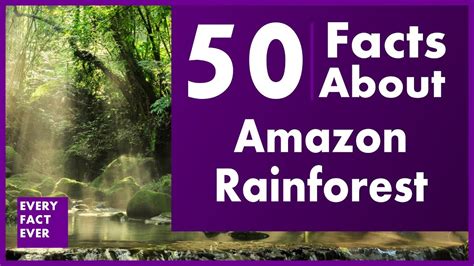 50 Facts About Amazon Rainforest Youtube