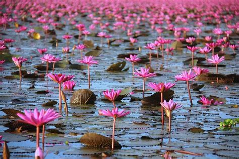 The Red Lotus Sea Of Thailand