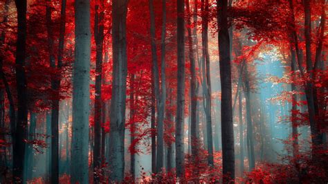 Magical Red Forest In Autumn Hd Wallpaper 338807 1920×1080 Art