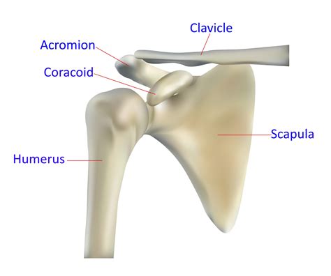 Anatomia Do Ombro Ossos