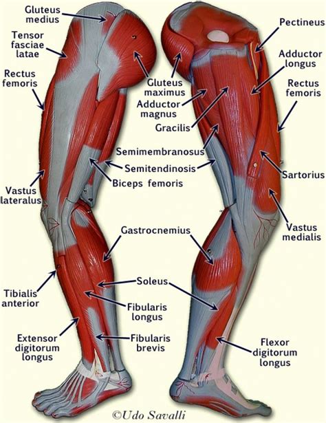 Upper Body Muscle Chart