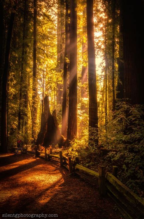 Henry Cowell Redwoods Scenery Landscape Beautiful Places