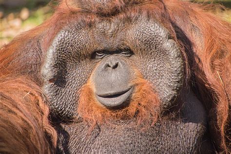 1,800+ Fat Monkey Stock Photos, Pictures & Royalty-Free Images - iStock
