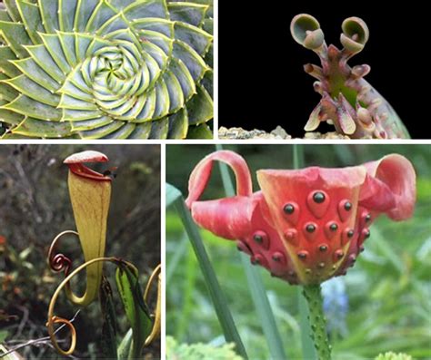 10 Most Strangest Plants You Can Find In The World World