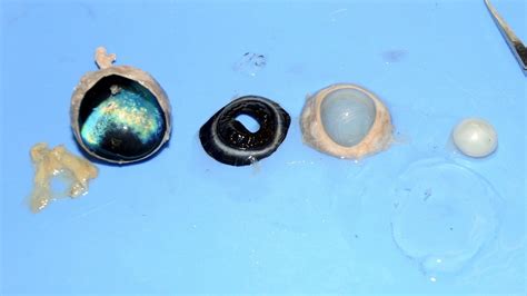 Cow Eyes Dissection