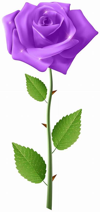 Purple Rose Transparent Steam Clipart Roses Clip