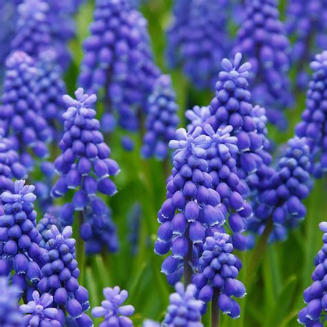 Muscari Armeniacum Riverside Garden Centre