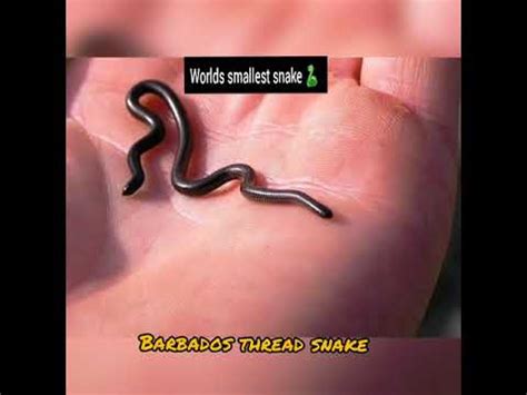 Worlds Smallest Snake Barbados Thread Snake YouTube