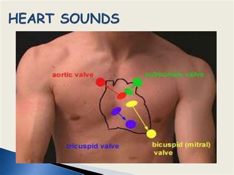 Ppt Cardiovascular Function Powerpoint Presentation Free Download