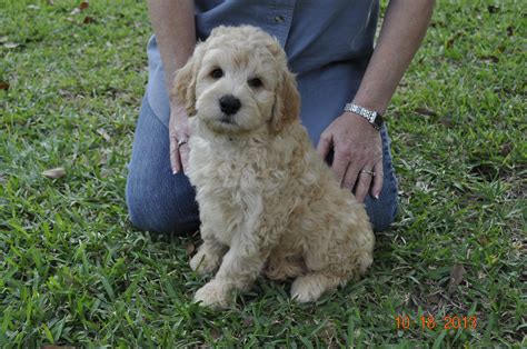 Eyes are staring to open and their coats are starting to get their curls. Mini golden doodle | Goldendoodle, Cute animals ...