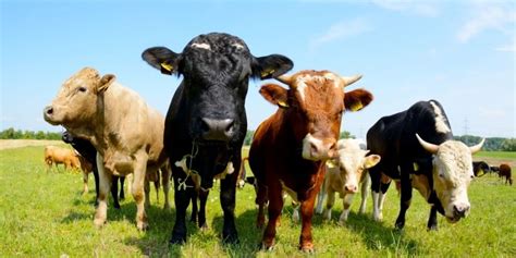 Why Do Cows Moo 7 Reasons To Know Farming Base
