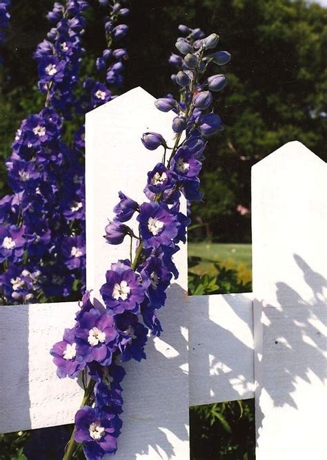 Purple Delphiniums And A White Picket Fence Beautiful Flowers White