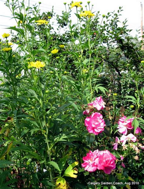Do they look different at all in real life? Calgary Garden Coach: rudbeckia 'Golden Glow' and rose ...