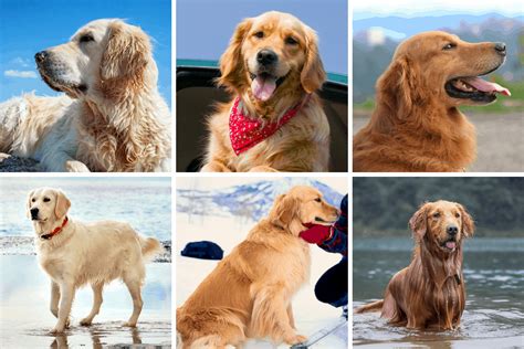 Difference In Golden Retrievers The Retriever Expert