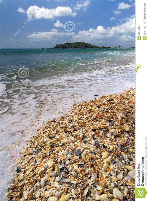 Sea Shells On Main Beach Mt Maunganui Bay Of Plenty