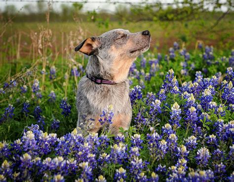 Last week i got a texas heeler puppy from a ranch north of college station. Blue Heeler Puppies For Sale In Texas - PetsWall