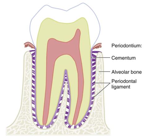 Dental Embryology Histology And Anatomy Ch 14 Periodontium