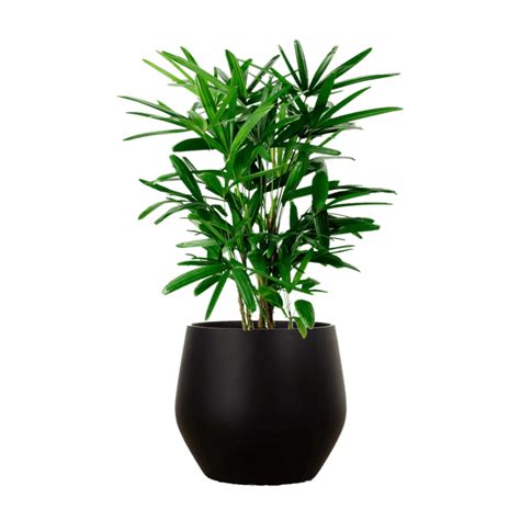 Floor Plants Gaddys Indoor Plant Hire