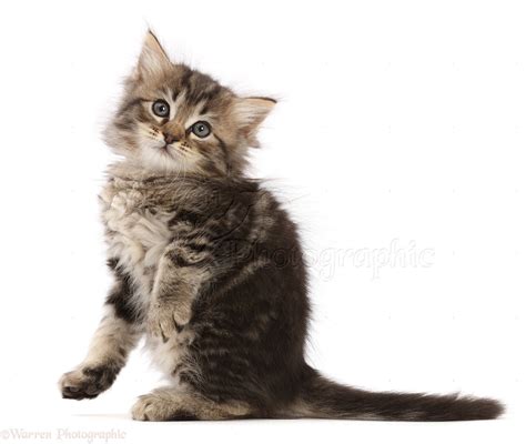Tabby Ragdoll Cross Kitten 6 Weeks Old Photo Wp50245