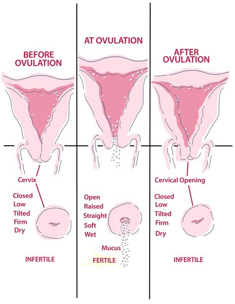 Your Amazing Cervix — Mother Nurture Wellness